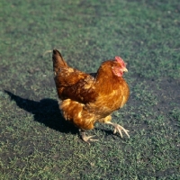 Picture of rhode island red hen scratching