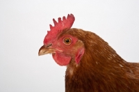 Picture of rhode island red profile