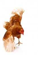 Picture of Rhode Island Red stretching its wings
