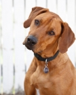 Picture of rhodesian near a fence, portrait