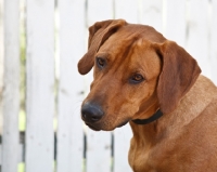 Picture of rhodesian near a fence