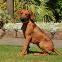 Picture of rhodesian ridgeback adolescent puppy