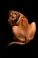 Picture of Rhodesian Ridgeback, back view on black background