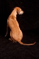 Picture of Rhodesian Ridgeback, back view on black background