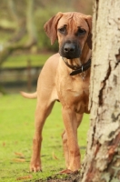 Picture of Rhodesian Ridgeback, behind tree