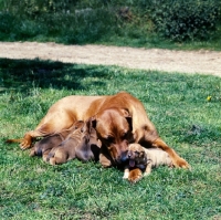 Picture of rhodesian ridgeback bitch with puppies feeding from mother