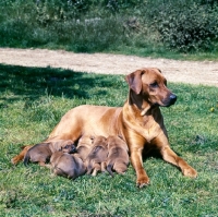 Picture of rhodesian ridgeback bitch with puppies suckling