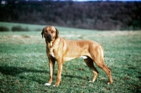 Picture of rhodesian ridgeback from mirengo kennels