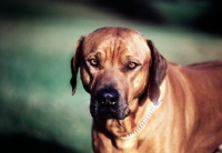 Picture of rhodesian ridgeback from mirengo kennels