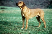 Picture of rhodesian ridgeback from mirengo kennels