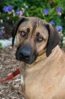 Picture of Rhodesian ridgeback frowning