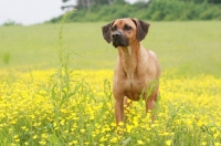 Picture of Rhodesian Ridgeback in flowery field