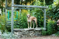 Picture of Rhodesian ridgeback in frame