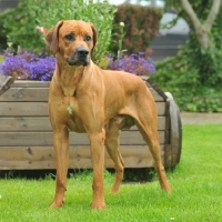 Picture of Rhodesian Ridgeback in garden