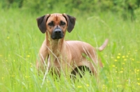 Picture of Rhodesian Ridgeback in high grass