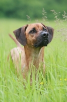 Picture of Rhodesian Ridgeback in high grass, looking up