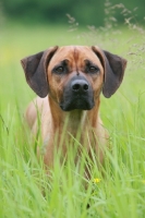 Picture of Rhodesian Ridgeback in high grass
