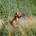 Picture of rhodesian ridgeback in long grass, camouflaged