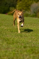 Picture of Rhodesian Ridgeback in motion