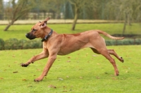 Picture of Rhodesian Ridgeback in motion