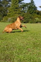 Picture of Rhodesian Ridgeback jumping up