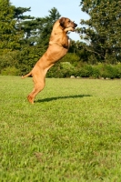 Picture of Rhodesian Ridgeback jumping up