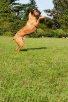 Picture of Rhodesian Ridgeback jumping up