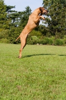 Picture of Rhodesian Ridgeback jumping up