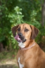 Picture of Rhodesian Ridgeback licking his lips