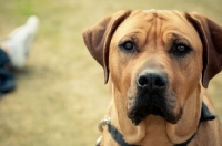 Picture of Rhodesian Ridgeback looking at camera