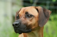 Picture of Rhodesian Ridgeback looking away