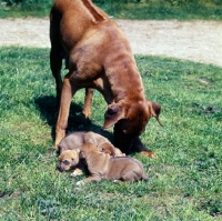 Picture of rhodesian ridgeback mother with three puppies