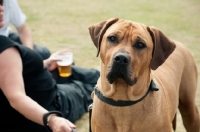 Picture of Rhodesian Ridgeback near owner