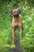 Picture of Rhodesian Ridgeback on path