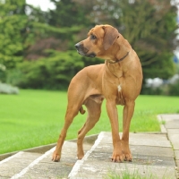 Picture of Rhodesian Ridgeback on steps