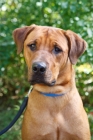 Picture of Rhodesian Ridgeback outside