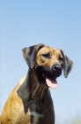 Picture of Rhodesian Ridgeback portrait, blue sky