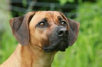 Picture of Rhodesian Ridgeback portrait