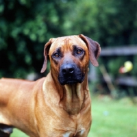 Picture of rhodesian ridgeback, portrait