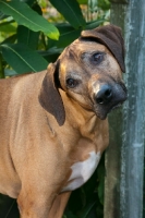 Picture of Rhodesian ridgeback portrait