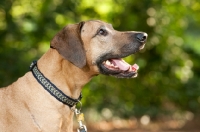 Picture of Rhodesian ridgeback profile, collar