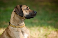 Picture of Rhodesian ridgeback profile