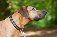 Picture of Rhodesian ridgeback profile