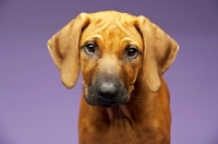 Picture of Rhodesian Ridgeback pup portrait