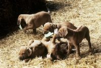 Picture of rhodesian ridgeback puppies from mirengo kennels