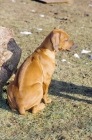 Picture of Rhodesian Ridgeback puppy, back view