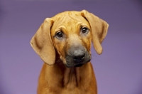 Picture of Rhodesian Ridgeback puppy head study