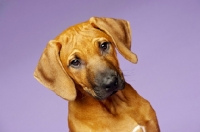 Picture of Rhodesian Ridgeback puppy head study