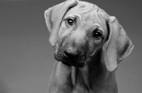 Picture of Rhodesian Ridgeback puppy in black and white