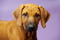 Picture of Rhodesian Ridgeback puppy in studio, purple background
